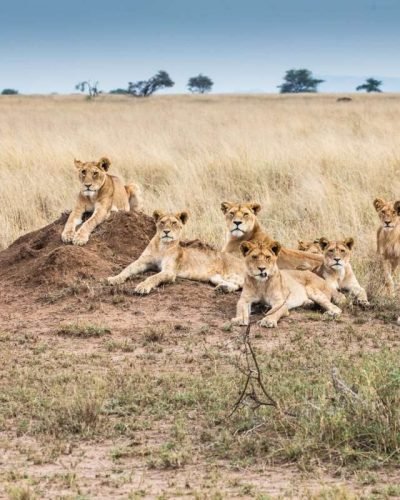 Pride of lions at Serengeti National Park Tanzania Aether safari collection scaled