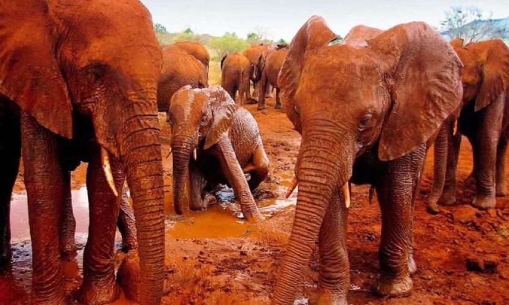 Red Elephants at Tsavo East National Park Kenya scaled