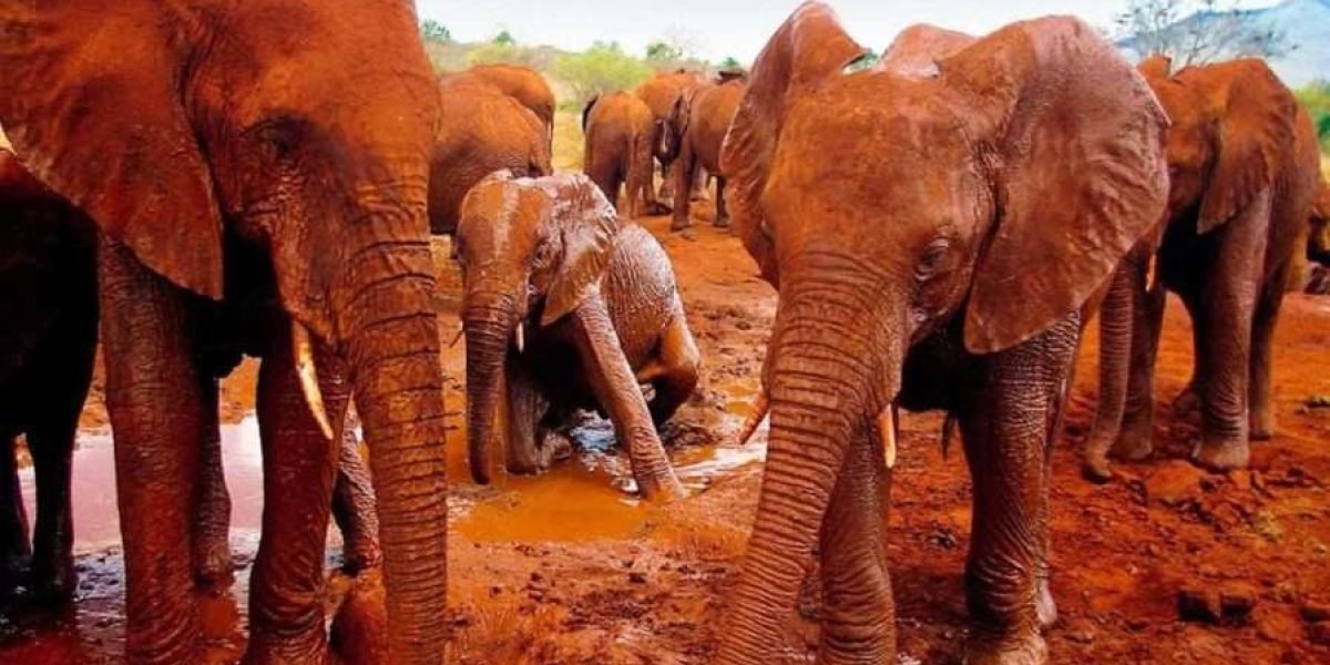 Red Elephants at Tsavo East National Park Kenya scaled