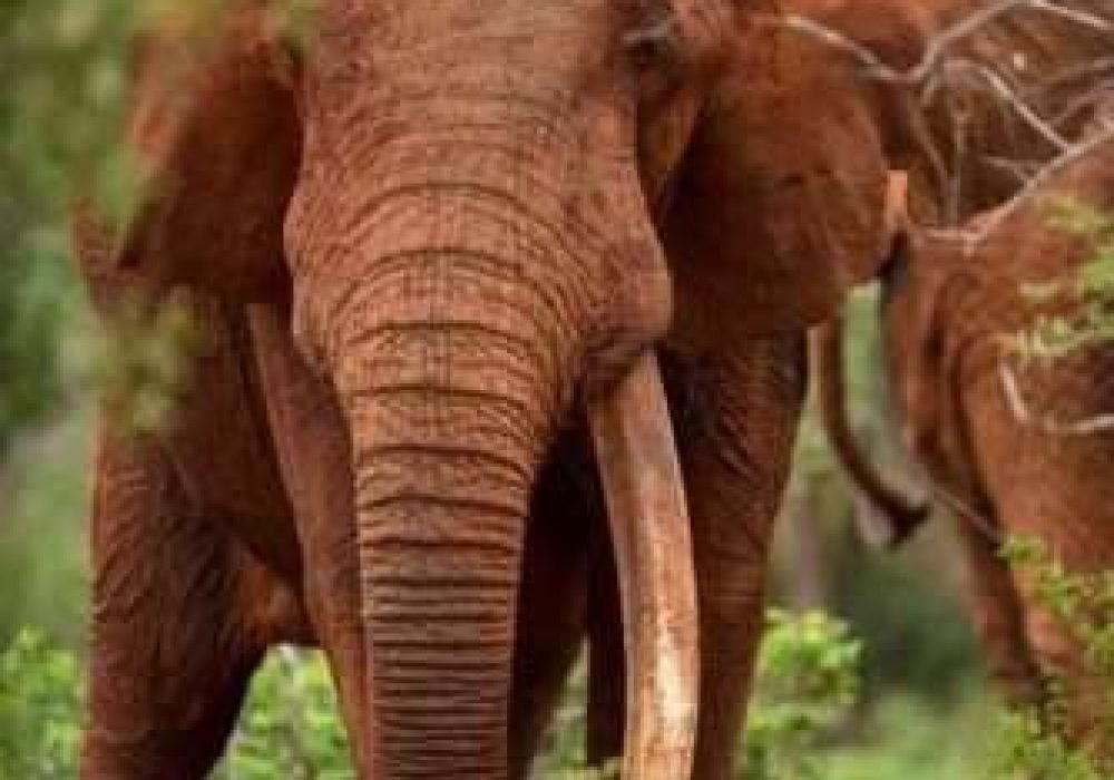 Red elephants Tsavo East National park Kenya