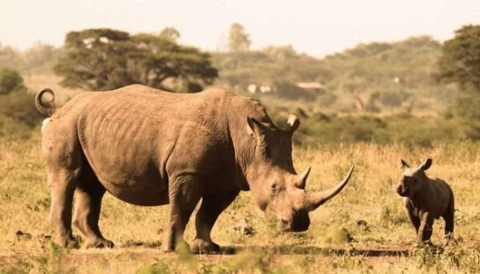 Rhinos at Nairobi National Park Kenya Rhinos at Nairobi National Park Kenya