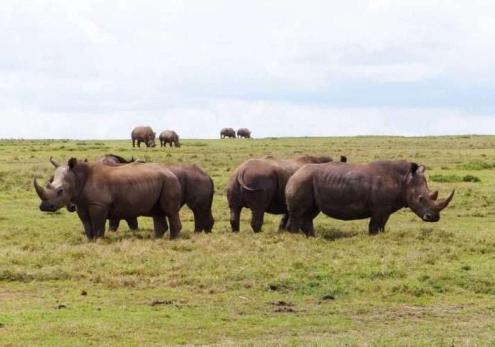 Rhinos at Ngulia rhino sanctuary Tsavo West National park Kenya