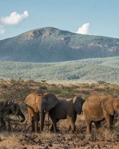 Sarova Shaba Game drives 27 scaled