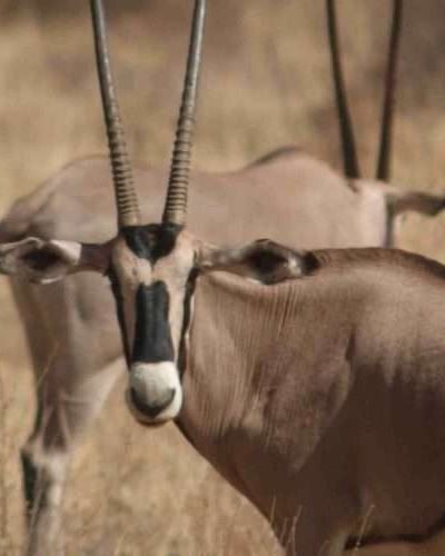 Sarova Shaba Game drives 3 scaled