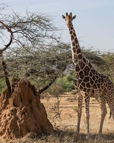 Sarova Shaba Game drives 77 scaled
