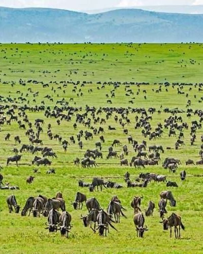 Serengeti National Park Aether safari collection2