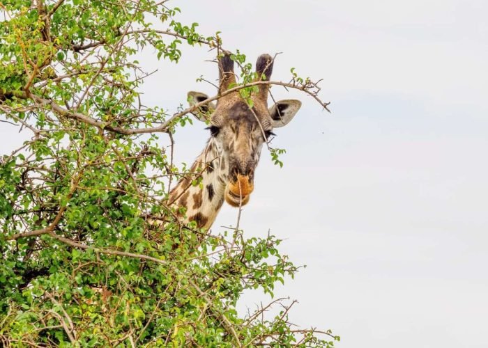 Serengeti National Park Tanzania Book best Kenya safaris Tanzania safaris and Africa safari holidays with Aether safari collection 122 scaled