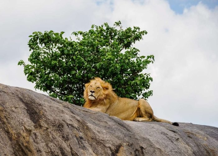 Serengeti National Park Tanzania Book best Kenya safaris Tanzania safaris and Africa safari holidays with Aether safari collection 16 scaled