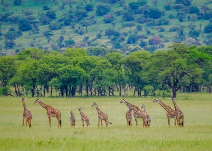 Serengeti National Park Tanzania Book best Kenya safaris Tanzania safaris and Africa safari holidays with Aether safari collection 162 scaled