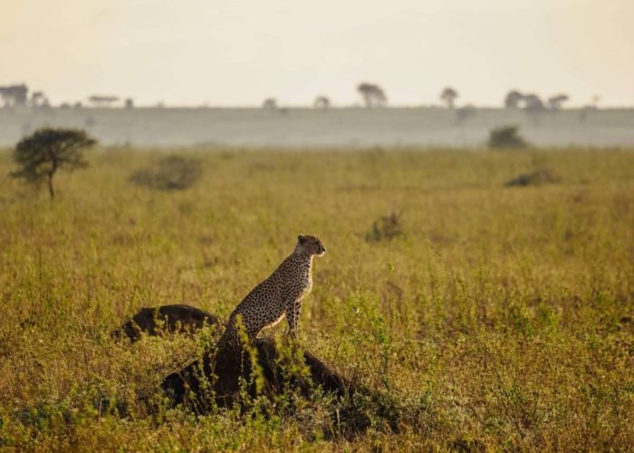 Serengeti National Park Tanzania Book best Kenya safaris Tanzania safaris and Africa safari holidays with Aether safari collection 188 scaled