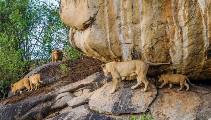 Serengeti National Park Tanzania Book best Kenya safaris Tanzania safaris and Africa safari holidays with Aether safari collection 27 scaled