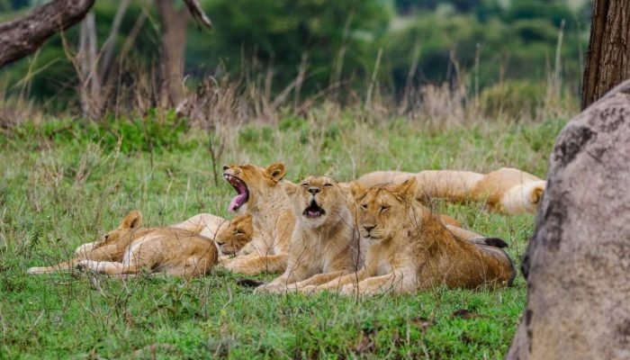 Serengeti National Park Tanzania Book best Kenya safaris Tanzania safaris and Africa safari holidays with Aether safari collection 285 scaled