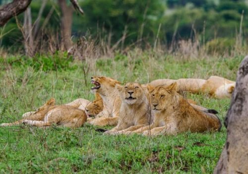 Serengeti National Park Tanzania Book best Kenya safaris Tanzania safaris and Africa safari holidays with Aether safari collection 286 scaled