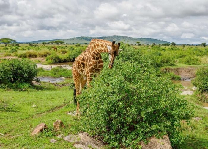 Serengeti National Park Tanzania Book best Kenya safaris Tanzania safaris and Africa safari holidays with Aether safari collection 51 1 scaled