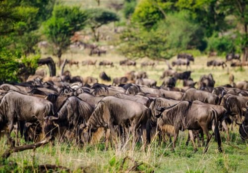 Serengeti National Park Tanzania Book best Kenya safaris Tanzania safaris and Africa safari holidays with Aether safari collection 52 scaled