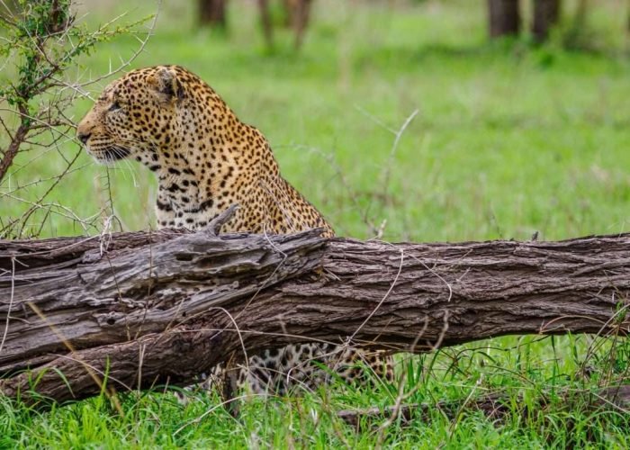 Serengeti National Park Tanzania Book best Kenya safaris Tanzania safaris and Africa safari holidays with Aether safari collection 90 scaled
