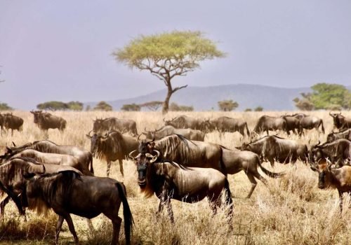 Serengeti National Park Wildebeest Migration Natural World Kenya Safaris scaled