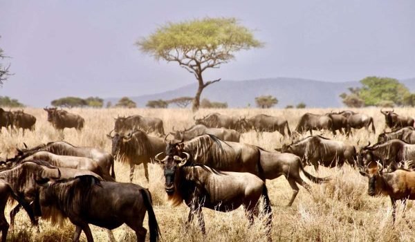Serengeti National Park Wildebeest Migration Natural World Kenya Safaris scaled Serengeti National Park Wildebeest Migration Natural World Kenya Safaris scaled