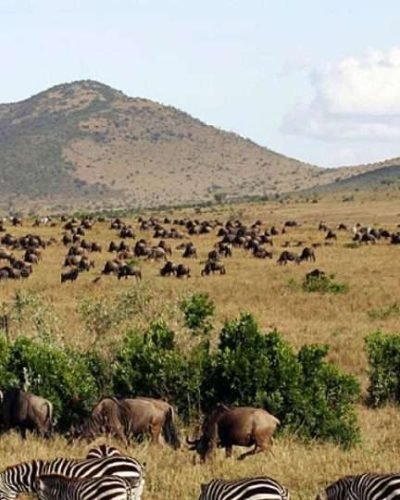 Tanzania safaris scaled