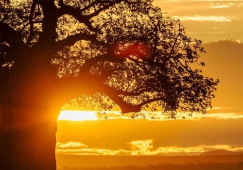 Tarangire National Park Book best Kenya safaris Tanzania safaris and Africa safari holidays with Aether safari collection 226 scaled