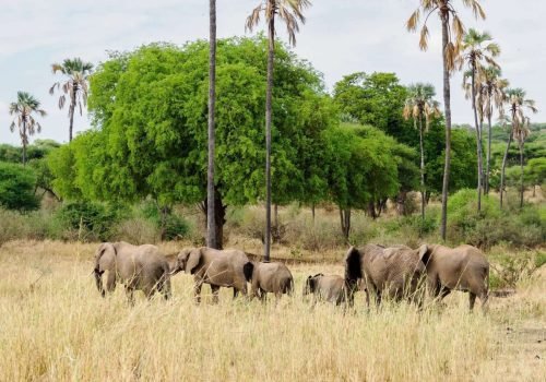 Tarangire National Park Book best Kenya safaris Tanzania safaris and Africa safari holidays with Aether safari collection 50 scaled