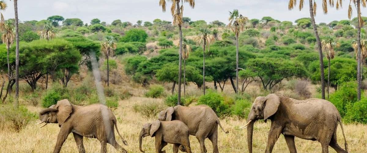 Tarangire National Park Book best Kenya safaris Tanzania safaris and Africa safari holidays with Aether safari collection 54 scaled