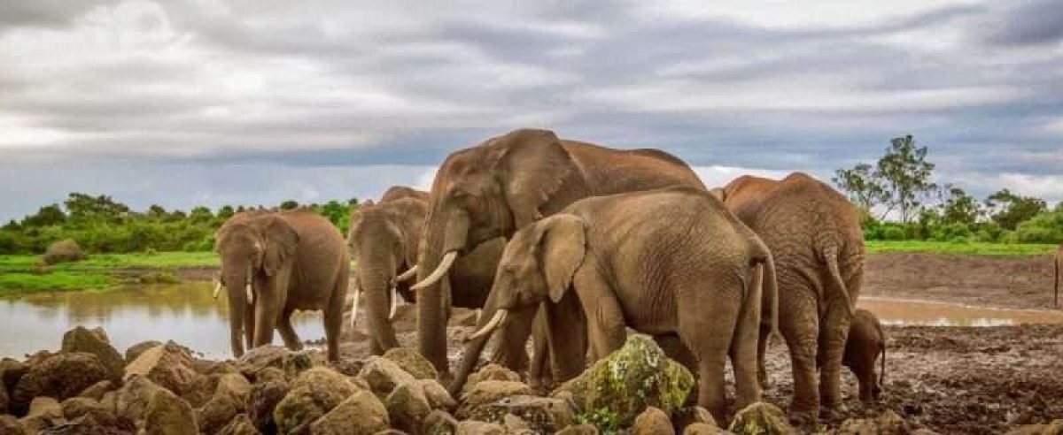 The Ark tree lodge Aberdare National Park in Kenya Aether safari collection 6