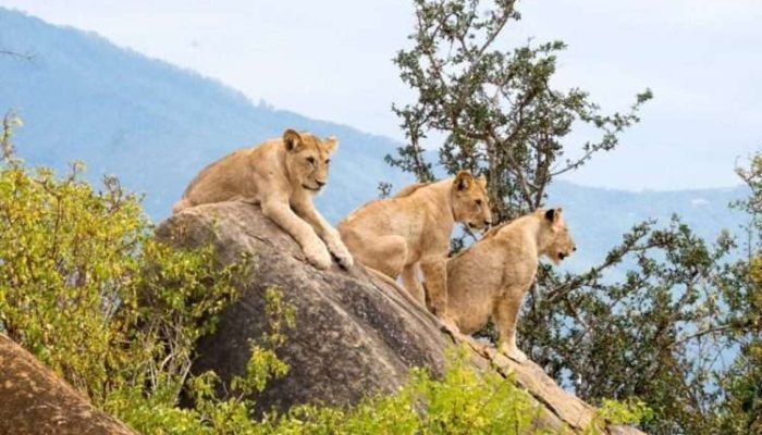 Tsavo East National Park