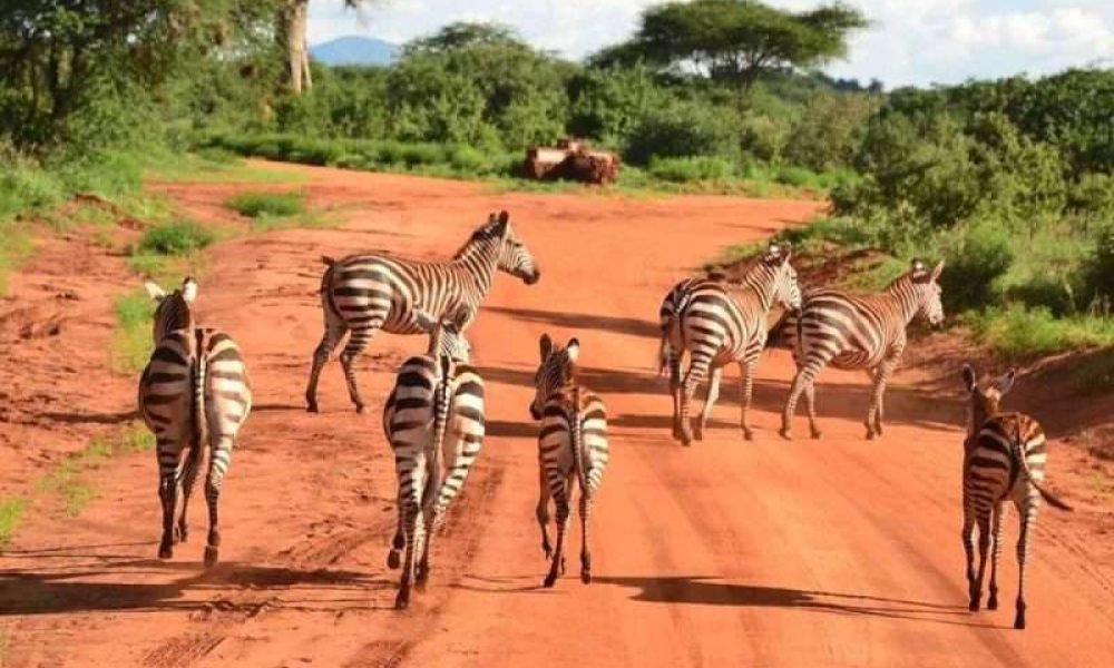 Tsavo East national Park Aether safari collection 5a scaled