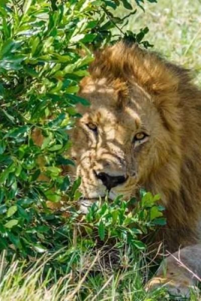 Unbelievable Nairobi National Park