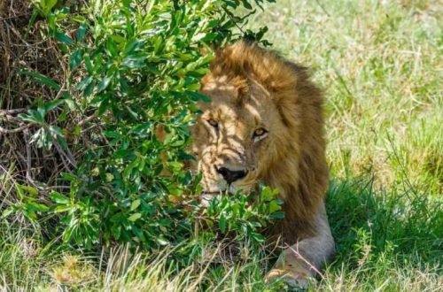 Unbelievable Nairobi National Park