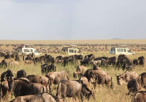 Wildebeest Migration Serengeti National Park Tanzania and Masai Mara National Reserve in Kenya Aether safari collection scaled