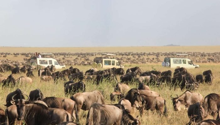 Wildebeest Migration Serengeti National Park Tanzania and Masai Mara National Reserve in Kenya Aether safari collection scaled Wildebeest Migration Serengeti National Park Tanzania and Masai Mara National Reserve in Kenya Aether safari collection scaled