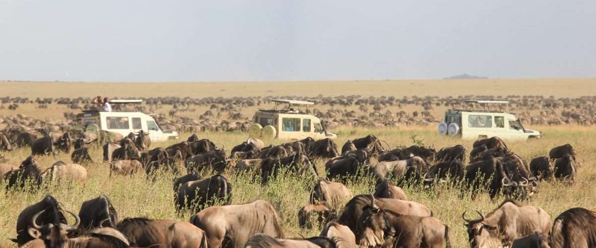Wildebeest Migration Serengeti National Park Tanzania and Masai Mara National Reserve in Kenya Aether safari collection scaled Wildebeest Migration Serengeti National Park Tanzania and Masai Mara National Reserve in Kenya Aether safari collection scaled