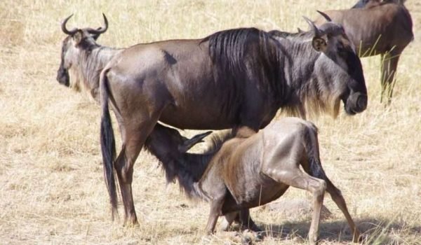 Wildebeest calving safari in Tanzania Aether safari collection Wildebeest calving safari in Tanzania Aether safari collection