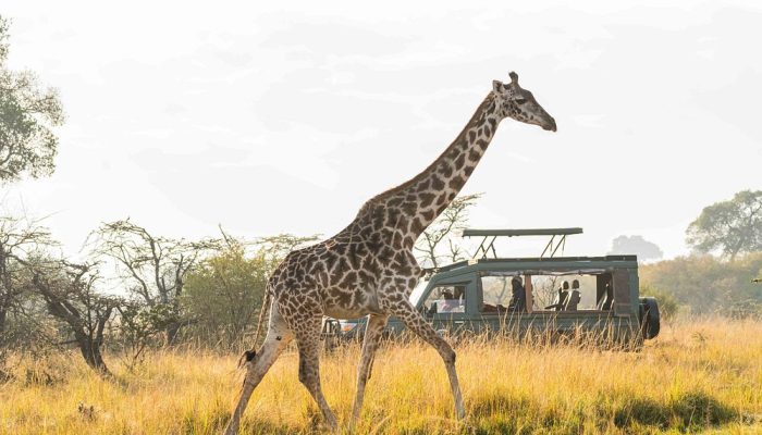 Masai Mara Kenya safaris Africa safari holidays Aether safari collection scaled