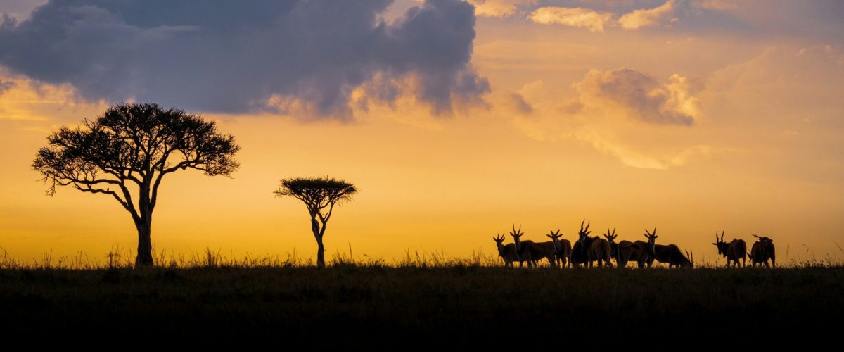 Masai Mara National Reserve wildlife safaris Aether safari collection 2 scaled