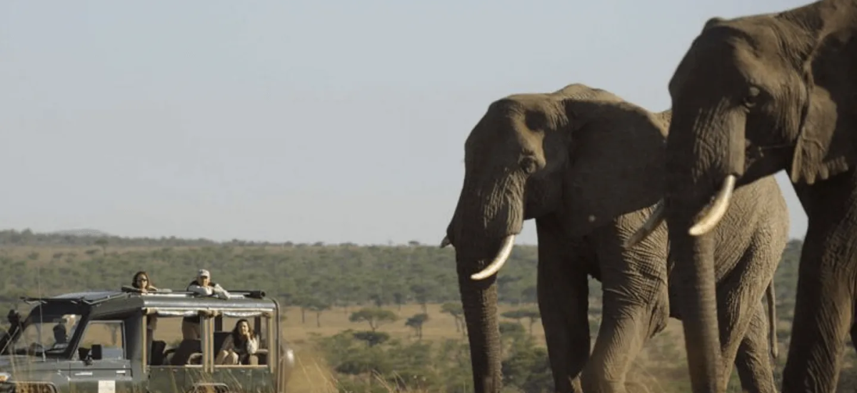 Elephants walking towards a safari vehicle