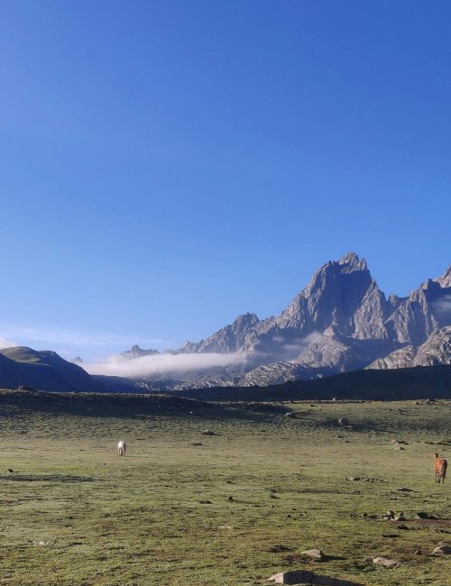 Peaks of Mount Kenya above open moorland