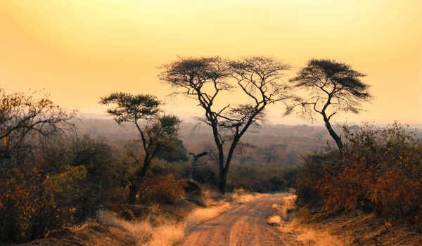 Dirt road running through bush at sunset