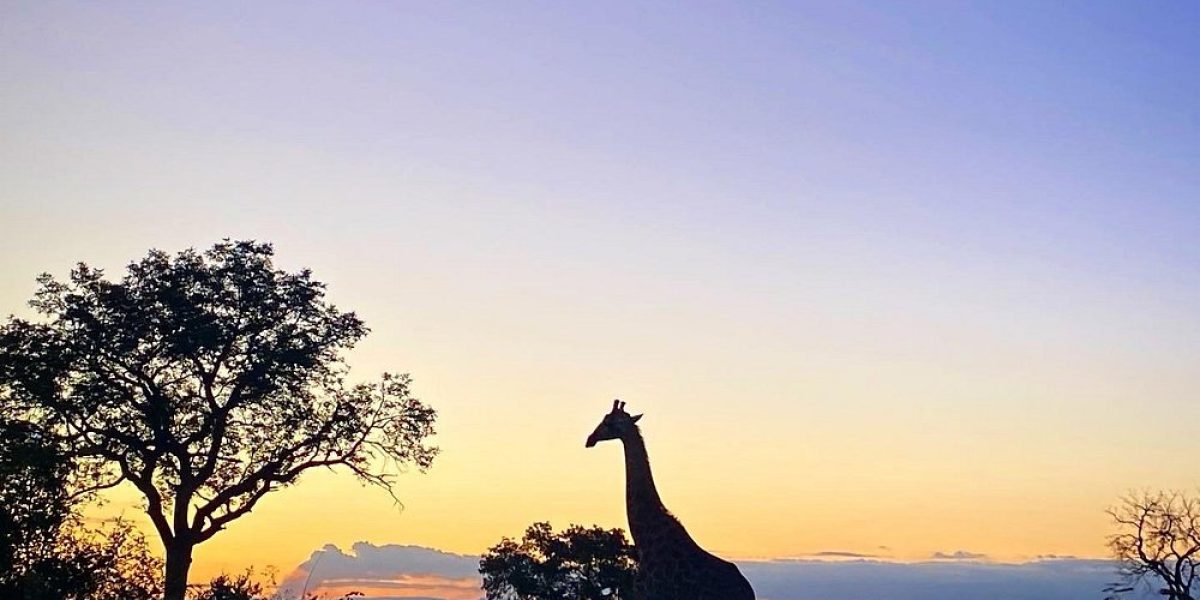 Giraffe silhouetted against the evening sky