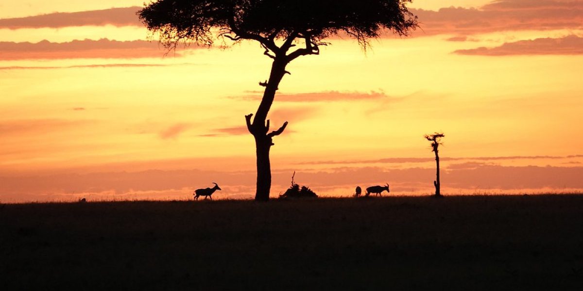 Acacia tree and antelope silhouetted at sunset