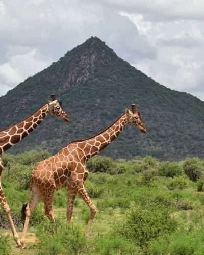 reticulated giraffes at samburu national reserve kenya