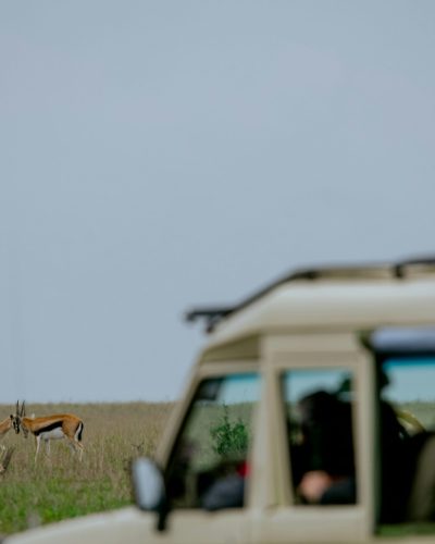 Safari vehicle beside grazing gazelles
