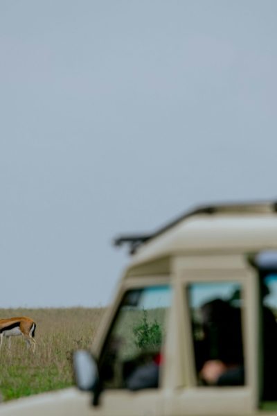 Safari vehicle beside grazing gazelles