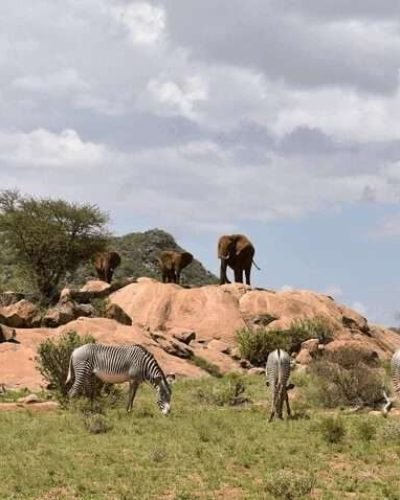 samburu national reserve kenya 3
