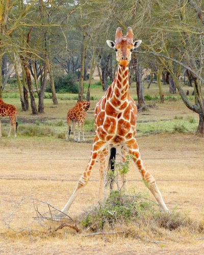 Reticulated giraffe standing among trees